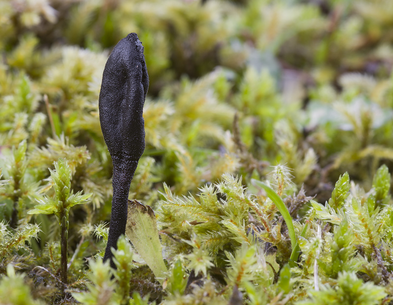 Trichoglossum hirsutum